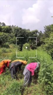 Indigo is more than just a dye—it is heritage, patience, and earth’s own art. 💙🌿 From the harvest to fermentation, Avani works hand in hand with artisan communities to preserve this timeless craft. Each drum of indigo we nurture is not only color in the making, but also a step towards sustainable livelihoods and eco-conscious futures. ✨🌱 Together, we keep the story of natural indigo alive.”
.
.
#avanikumaon#AvaniCraft#Indigo#NaturalDye#SustainableCraft#EcoFriendlyLiving#IndigoHarvest#FarmToFabric#SlowTextiles#HeritageCraft#CraftingChange#IndigoLove#PreserveTradition#SustainableFashion#NaturalColors#EthicalLiving#HandmadeWithLove #SustainableFuture#FromNatureWithLove

Credits: 
Content Creator - @tilluuuu.pvt 
Video Editor- @priyankaaaaa_12